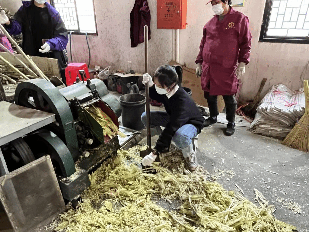 公益助農(nóng)新體驗，鄉(xiāng)村振興正當(dāng)時 惲代英菁英學(xué)校赴新洲紅糖小鎮(zhèn)開展勞動實踐教育